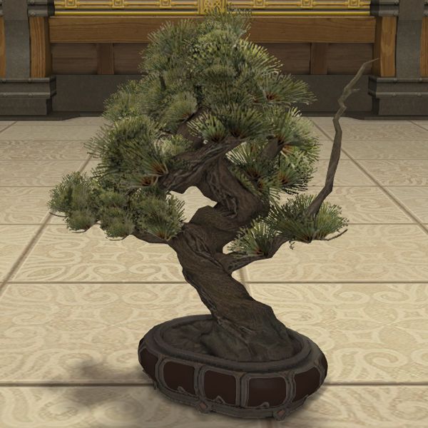 Matsu-bonsaï