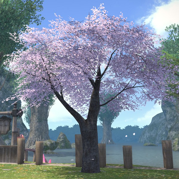 Cerisier oriental